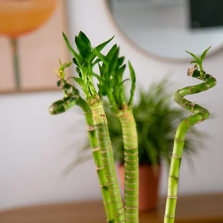 Calle Larga Apartment Fuengirola