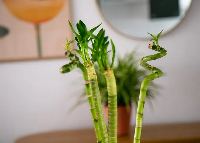 Calle Larga شقة فوينخيرولا